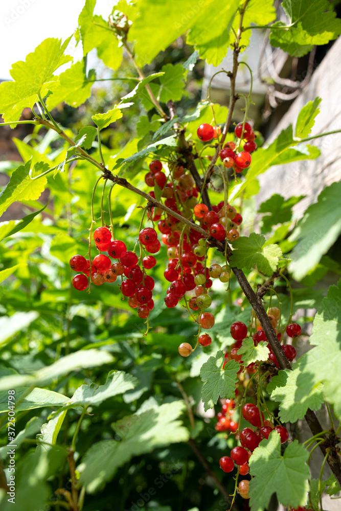 Ripe red currants ready to harvest. Homegrown fruit Ripe red currants ready to harvest. Homegrown fruit