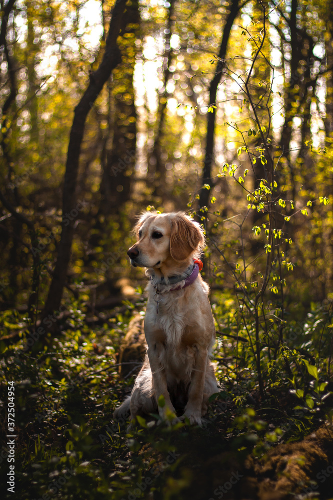 golden retriever in the woods