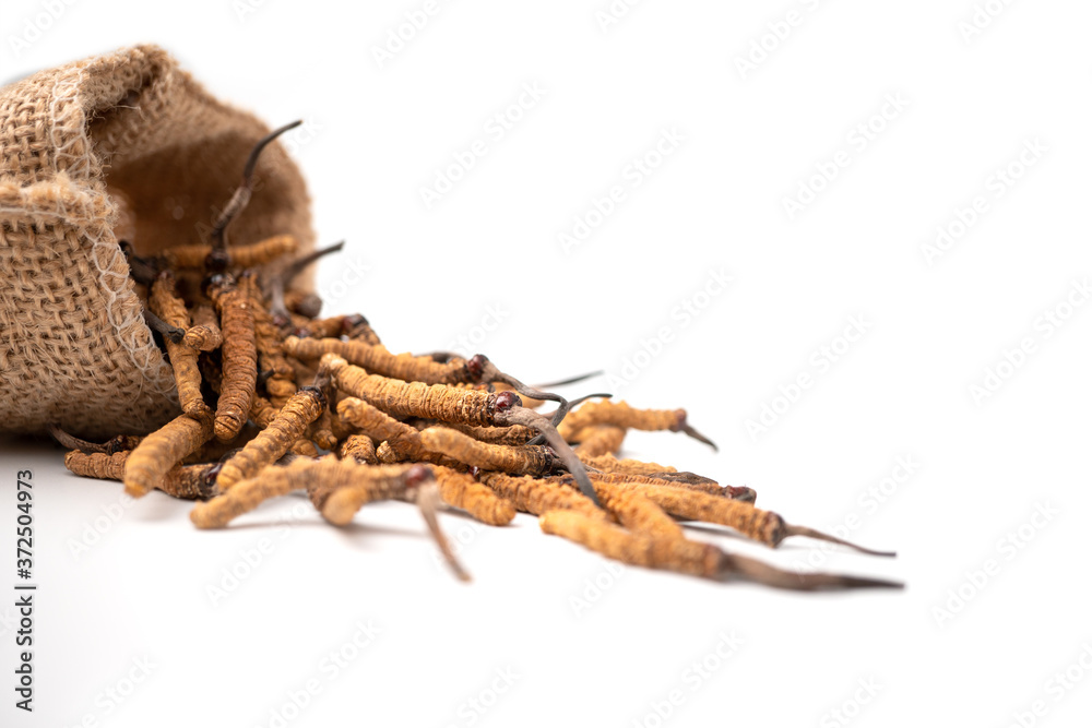 Closeup of Ophiocordyceps sinensis or mushroom cordyceps in Brown sack bag on isolated background. Medicinal properties in the treatment of diseases. National organic medicine. Closeup of Ophiocordyceps sinensis or mushroom cordyceps in Brown sack bag on isolated background. Medicinal properties in the treatment of diseases. National organic medicine.