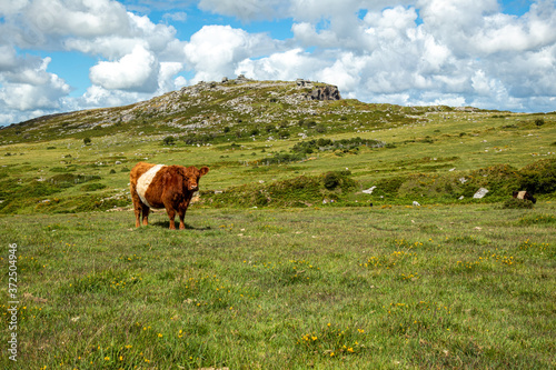 Cattle on Bodmin Moor Cornwall