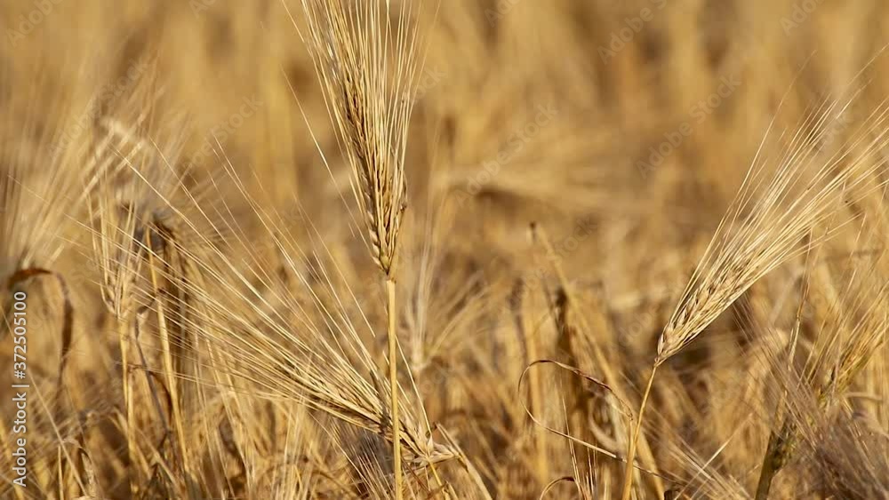 Sunny gold wheat straw grain close-up with blurred field background. Agriculture gathering in crops summer macro waving in wind Sunny gold wheat straw grain close-up with blurred field background. Agriculture gathering in crops summer macro waving in wind