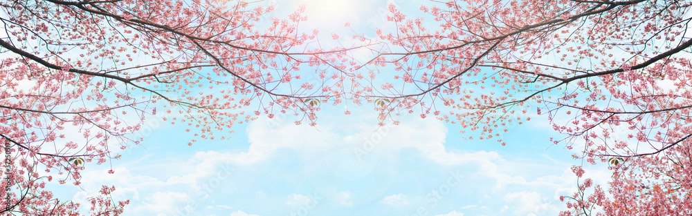 flower in bloom from soft pink cherry blossom with soft focus background