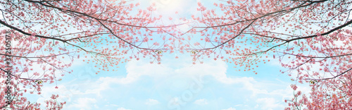 flower in bloom from soft pink cherry blossom with soft focus background
