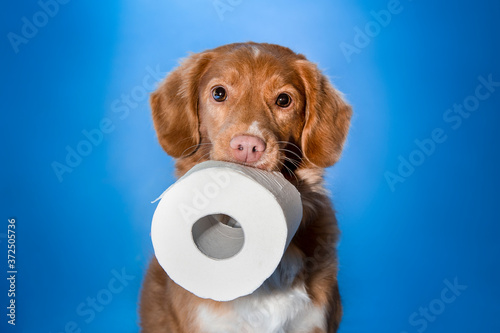 Toilet papier art with dogs