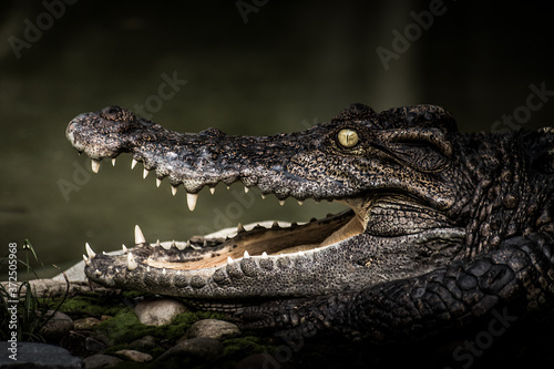 Crocodile sunbathing 