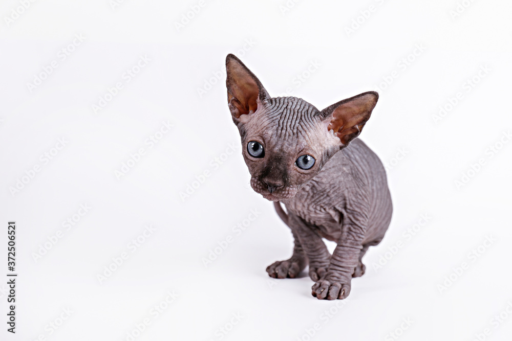 Grey and white sphynx cheap cat