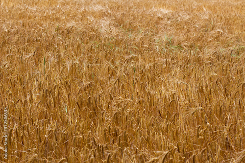 Brown wheat field ready for harvest for natural background