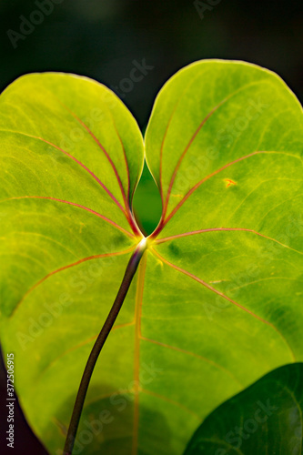 Big leaf plant in a botanical garden, Hawaii.