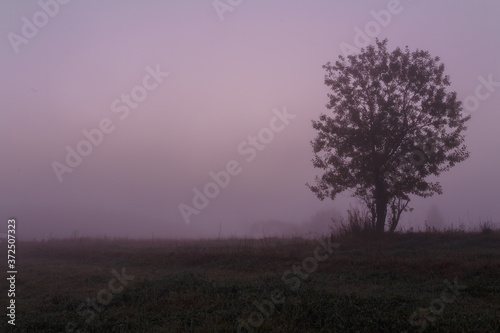 Foggy morning single tree countryside landscape.