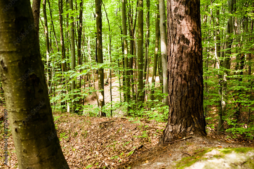 Naklejka premium Road through the green old forest in summer