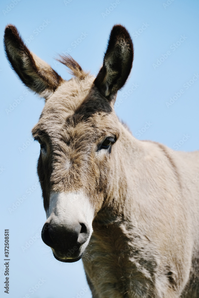Mini donkey portrait isolated on sky background, farm animal.