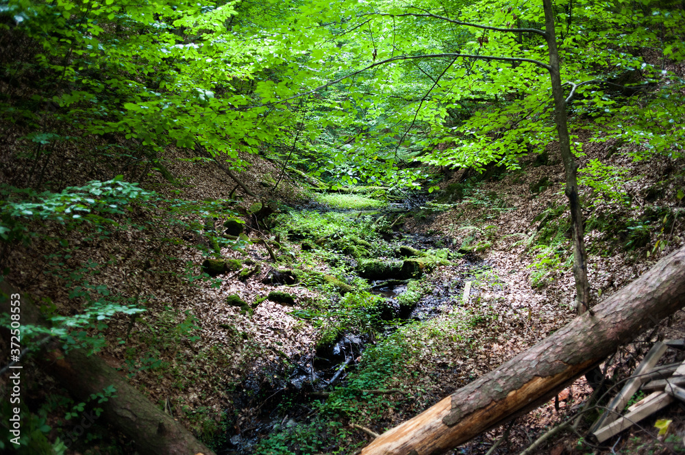 Beautiful sunny wild forest in temperate latitudes