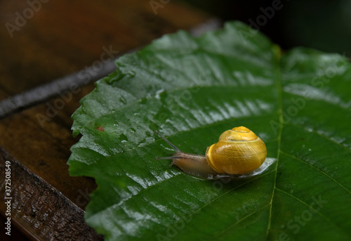 Żółty ślimak na deszczowym liściu
