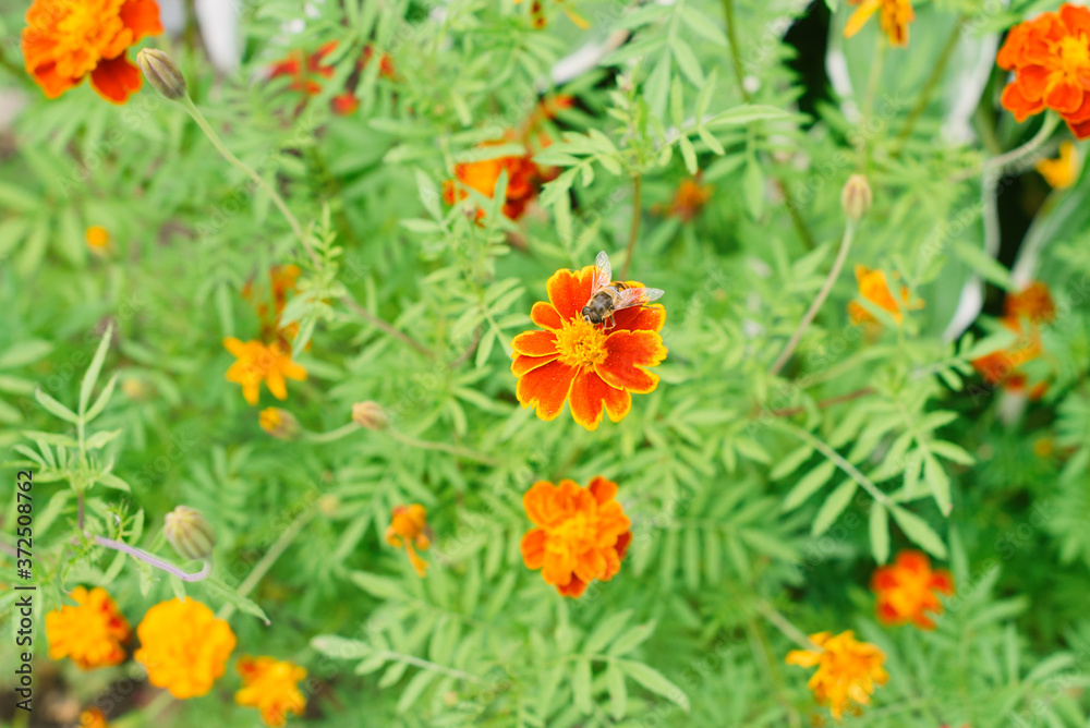 Beautiful orange red tagetes flowers in garden. Floral background