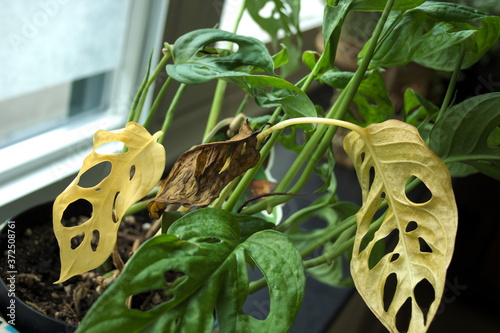Dying yellow leaves of Monstera adansonii, an aroid houseplant also known as Swiss cheese vine
