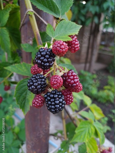 A bunch of blackberries on a bush.
