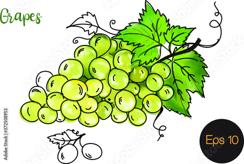 Watercolor vector illustration of white grape bunch with leaf