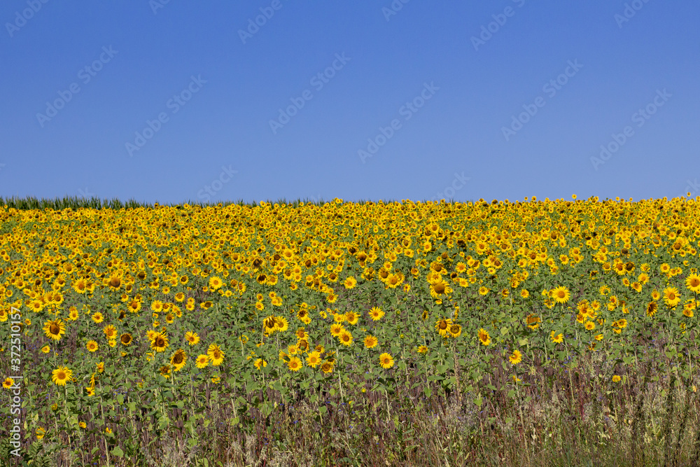 Sunflower field in front of a clear blue sky