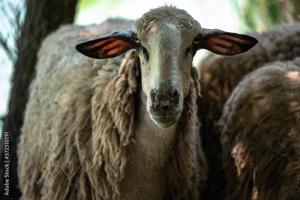 En face Portrait of a greek sheep. Strange looking adult sheep with dirty wool staring at the camera. En face Portrait of a greek sheep. Strange looking adult sheep with dirty wool staring at the camera.