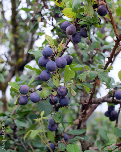 Fototapeta Naklejka Na Ścianę i Meble -  Sloe berries on a bush