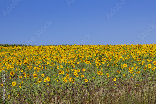 Sunflower field in front of a clear blue sky