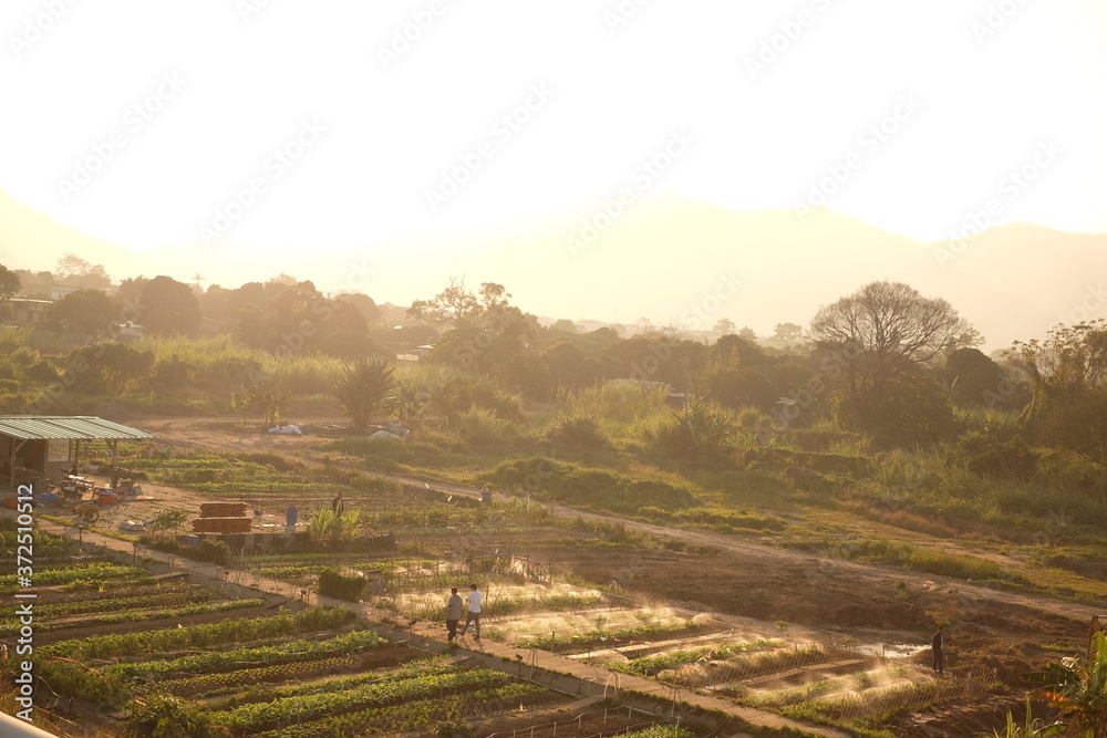 vineyard at sunset