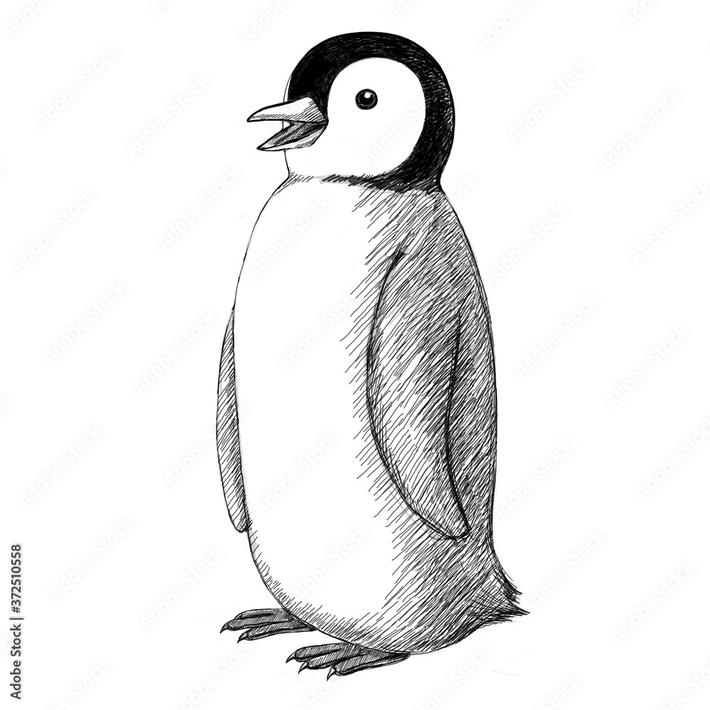 penguin-on-a-white-background-illustration-stock-adobe-stock
