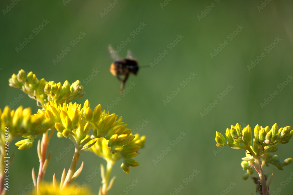 bumblebee on yellow flower,fly, summer, insect, nature,pollen, animal,spring, wildlife, close-up, bumblebee on yellow flower,fly, summer, insect, nature,pollen, animal,spring, wildlife, close-up,