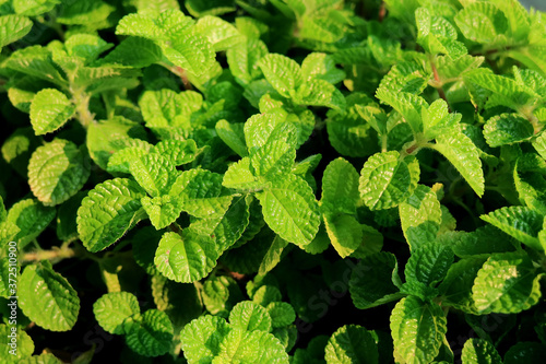 Closeup vibrant green mint foliage in the sunlight