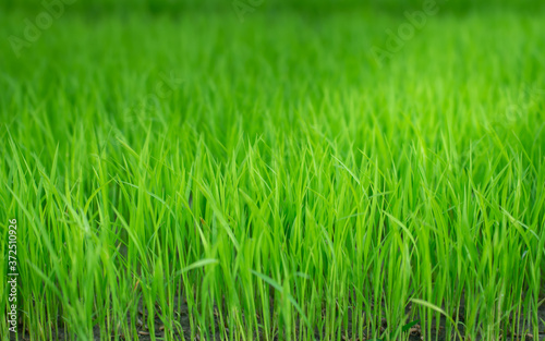 green grass in the morning, background Texture.