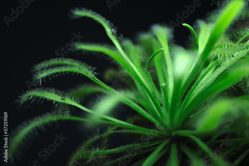 Close-up of Cape sundew  Drosera capensis  carnivorous plant on black background