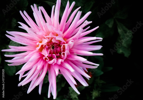pink dahlia flower