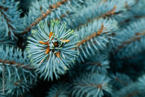 close up of pine needles