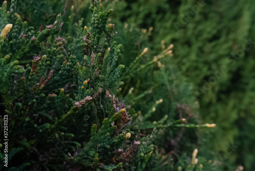 cypress in the garden