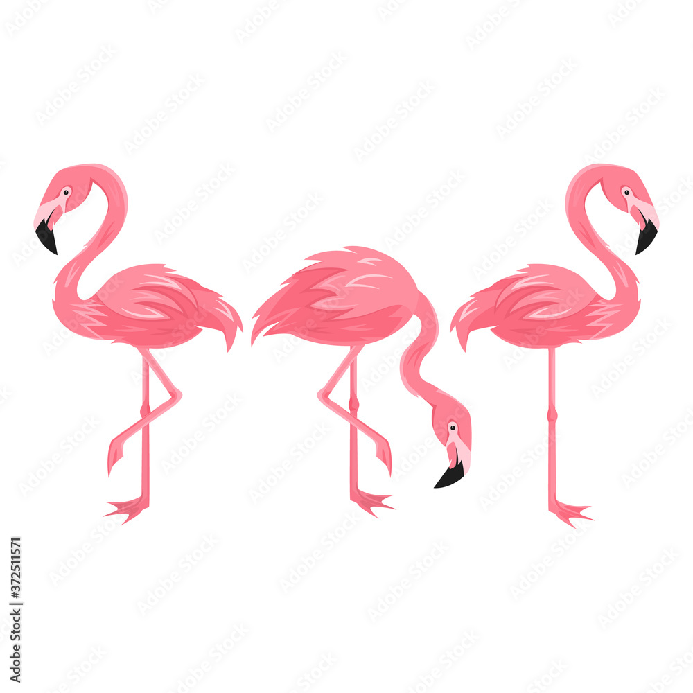 Fototapeta premium Set of Flamingo isolated on white background, Exotic tropical birds characters. vector illustration