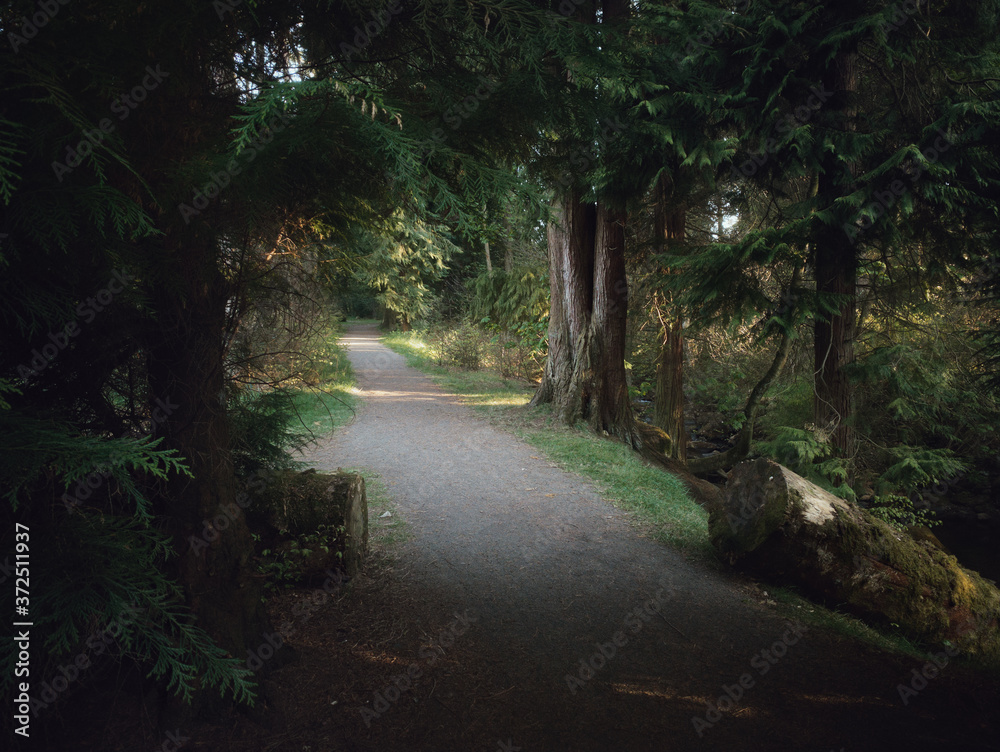 Fototapeta premium A path for walks or jogging among beautiful larger trees. May 2020. Polkemmet Country Park, Scotland, United Kingdom