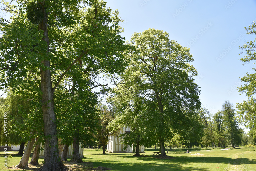 Grands chênes au jardin de Chantilly, France