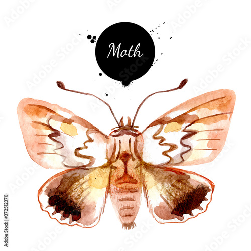 Watercolor moth butterfly illustration. Vector painted isolated Halloween insect element on white background