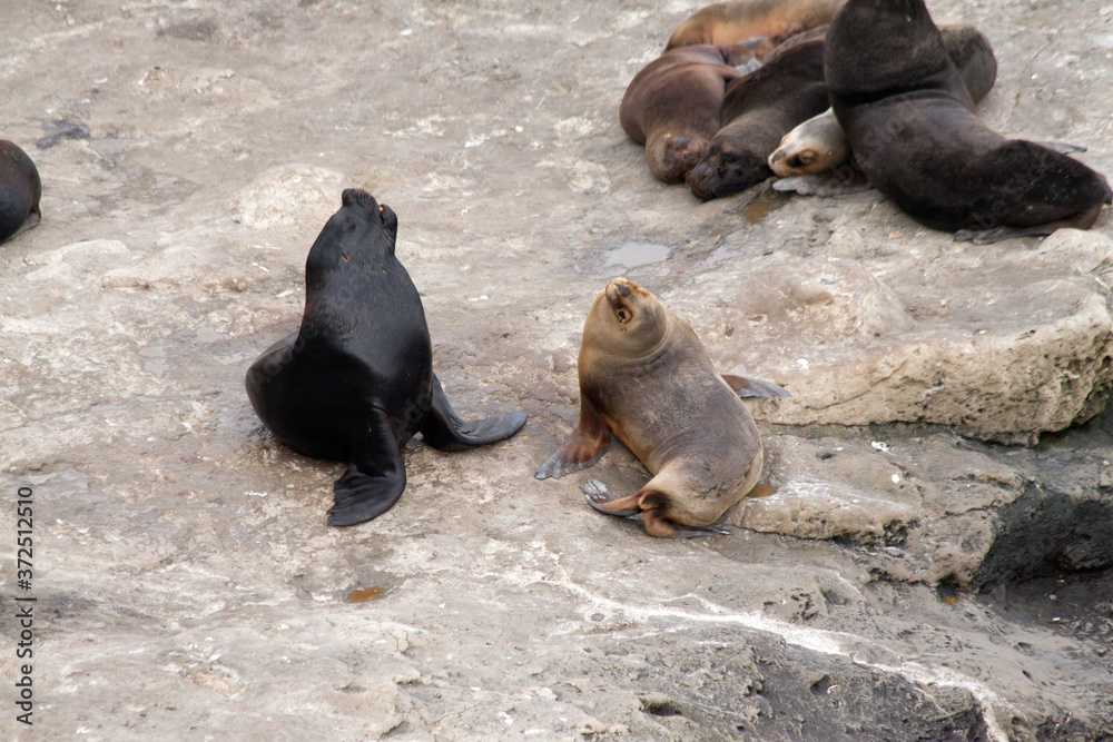Fototapeta premium Sea lions near Puerto Piramides on Peninsula Valdes, Argentina