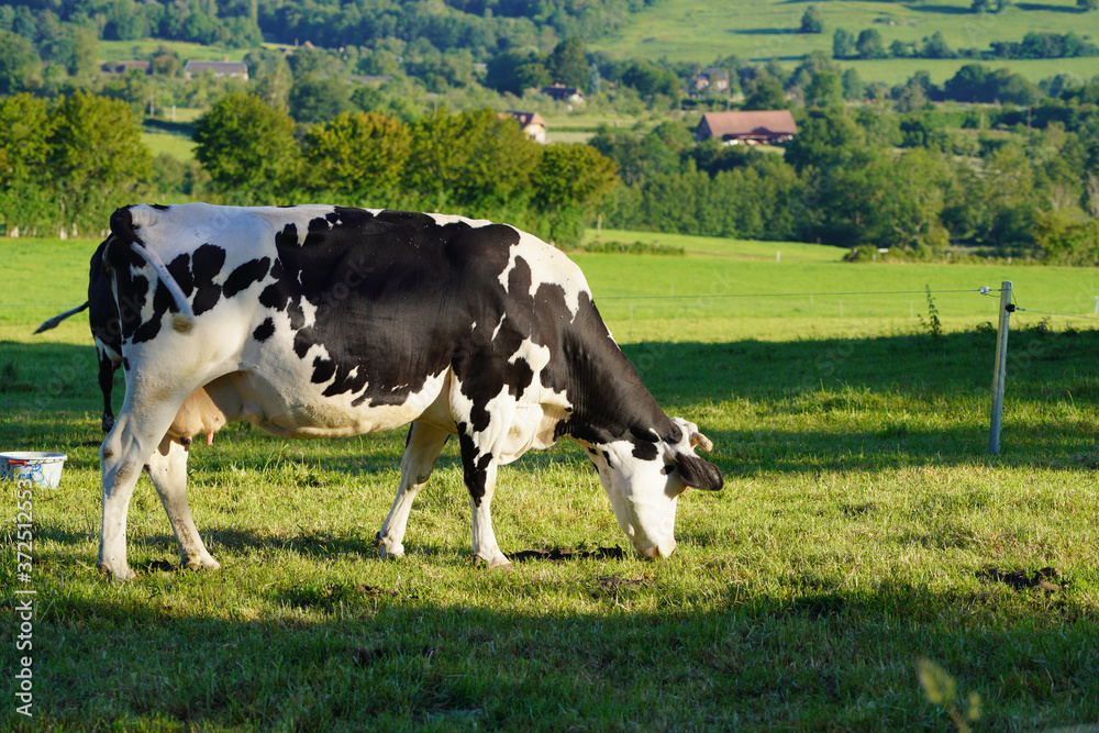 Animal ferme vache 394