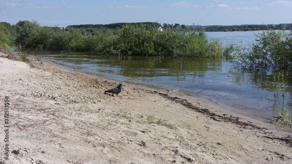 Fototapeta premium Берег большого озера,пейзаж,голубь на берегу.