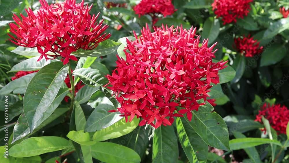 Red needle flower blooming on green leaves and tree closeup moving from the gentle breeze. Red needle flower blooming on green leaves and tree closeup moving from the gentle breeze.