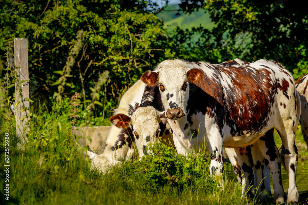 Obraz premium Animal ferme vache 408