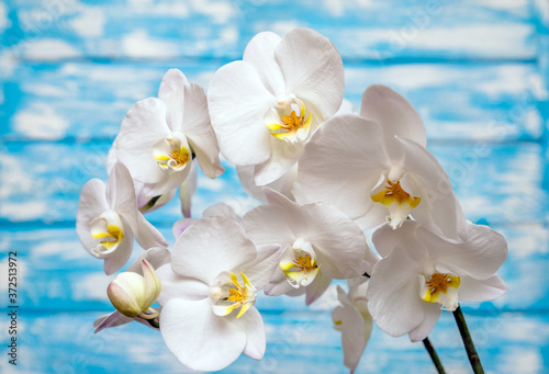 A branch of white orchids on a blue wooden background
