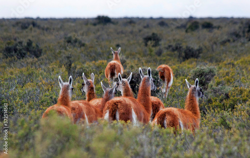 Guanacos on the Argentinian pampa, at Peninsula Valdes