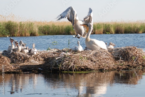 Kudryávyy pelikán (Pelecanus crispus) gnezditsya na platforme iz kamysha. Ptitsa semeystva pelikanovykh, gnezdyashchayasya perelotnaya ptitsa. Samyy redkiy iz vsekh vidov pelikanov. photo