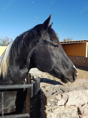 portrait of a horse in a farm stable with blue sky  © Mariana