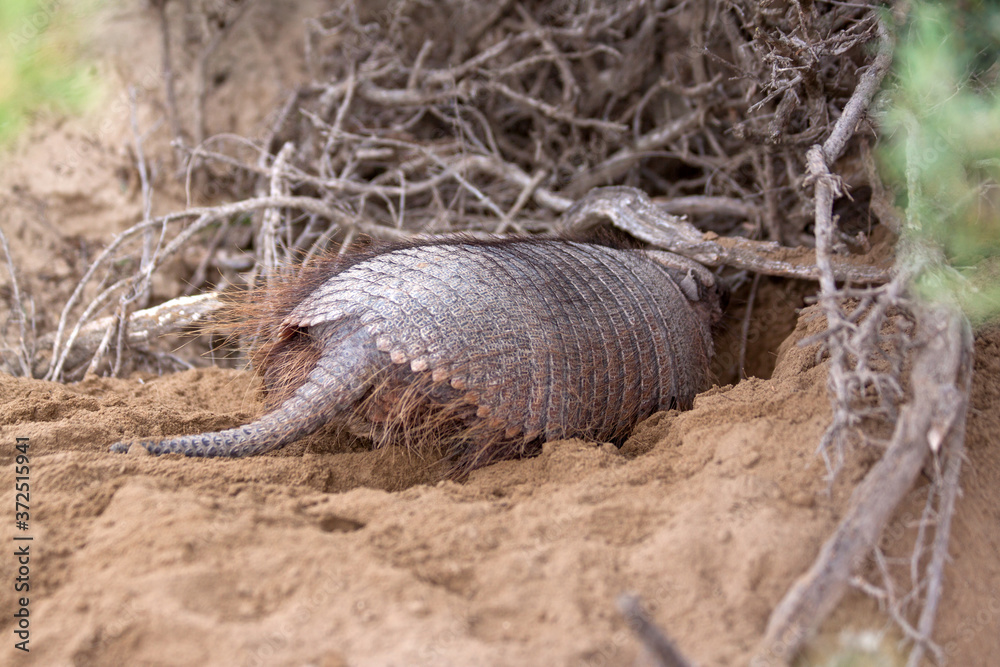 Obraz premium Armadillo in front of its den, showing its powerful claws, perfectly made for digging. 