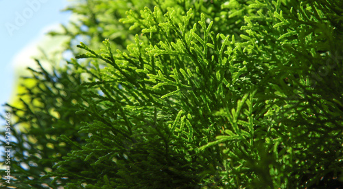 Green branches of a thuja tree.