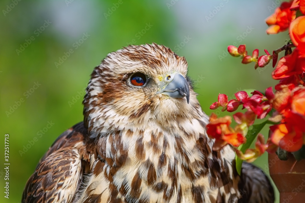 Saker falcon (Falco cherrug) Saker falcon (Falco cherrug)